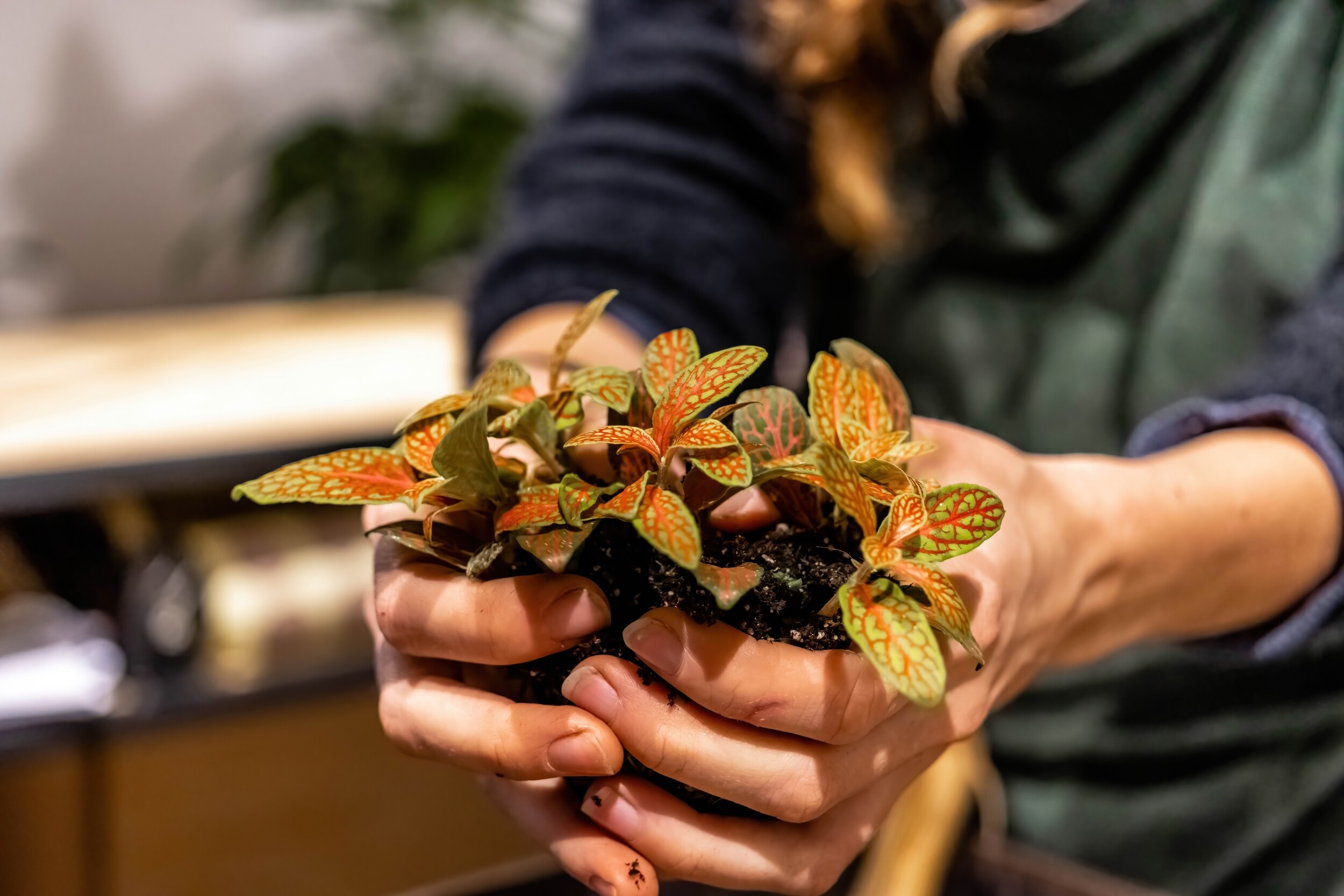 Wecandoo - Émerveillez votre équipe et composez chacun un kokedama avec Audrey - Image n°6