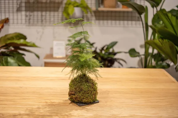 Wecandoo - Composez votre kokedama en groupe