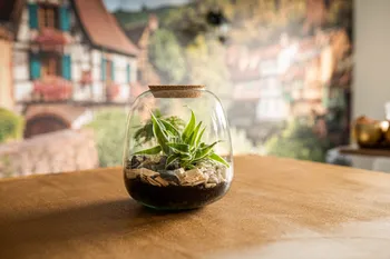 Réalisez votre terrarium