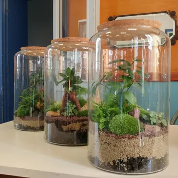 Réalisez votre terrarium en groupe