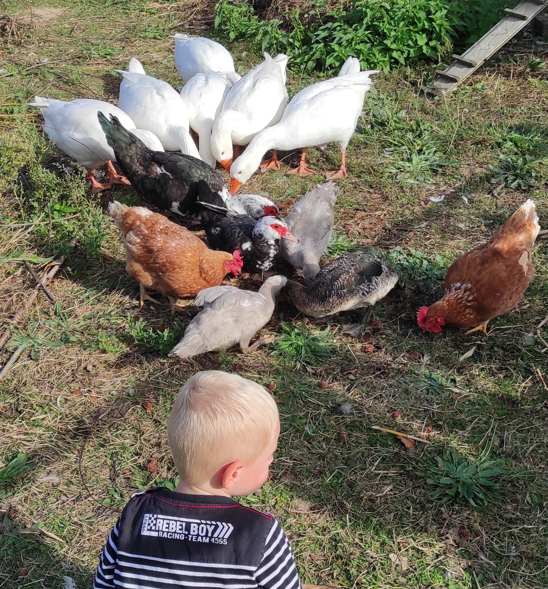 Wecandoo - Découvrez une ferme de permaculture en famille avec Blandine - Afbeelding nr. 8