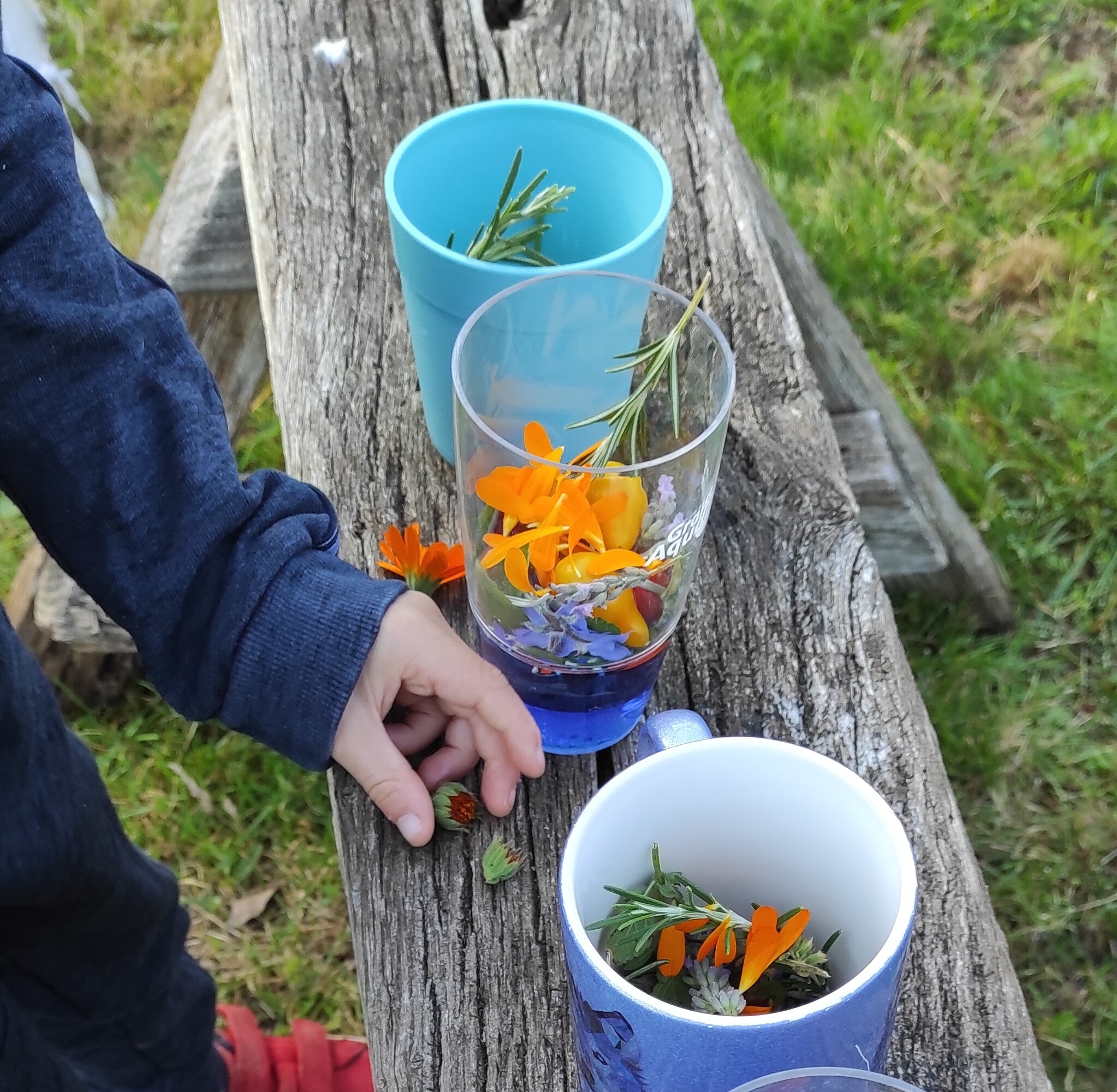 Wecandoo - Découvrez une ferme de permaculture en famille avec Blandine - Afbeelding nr. 7