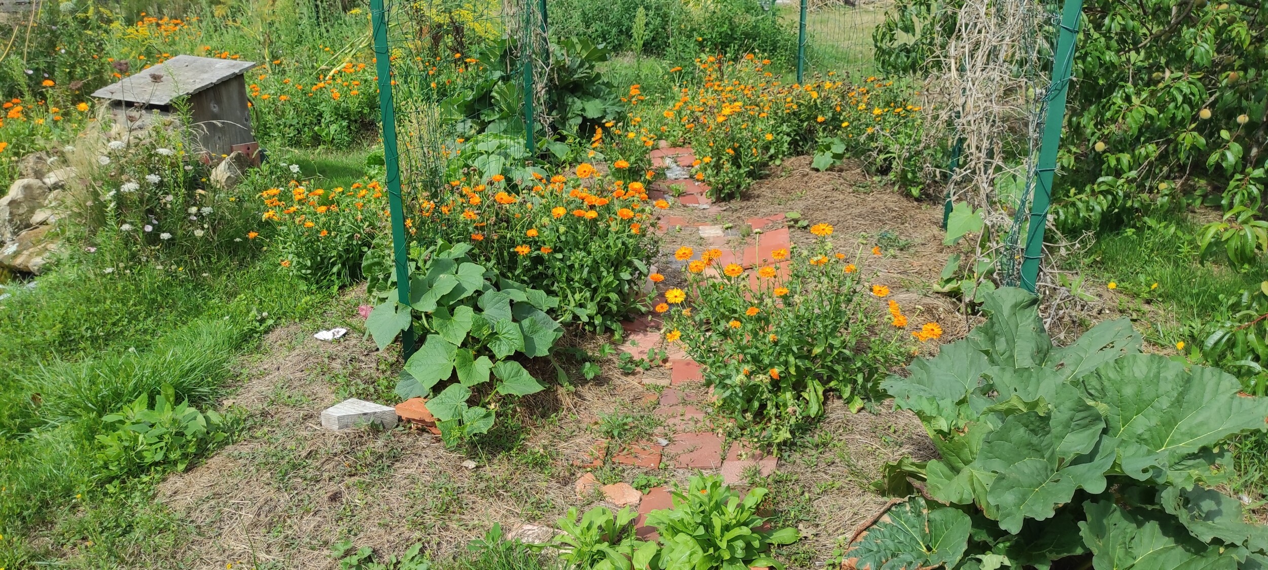 Wecandoo - Découvrez une ferme de permaculture en famille avec Blandine - Afbeelding nr. 6