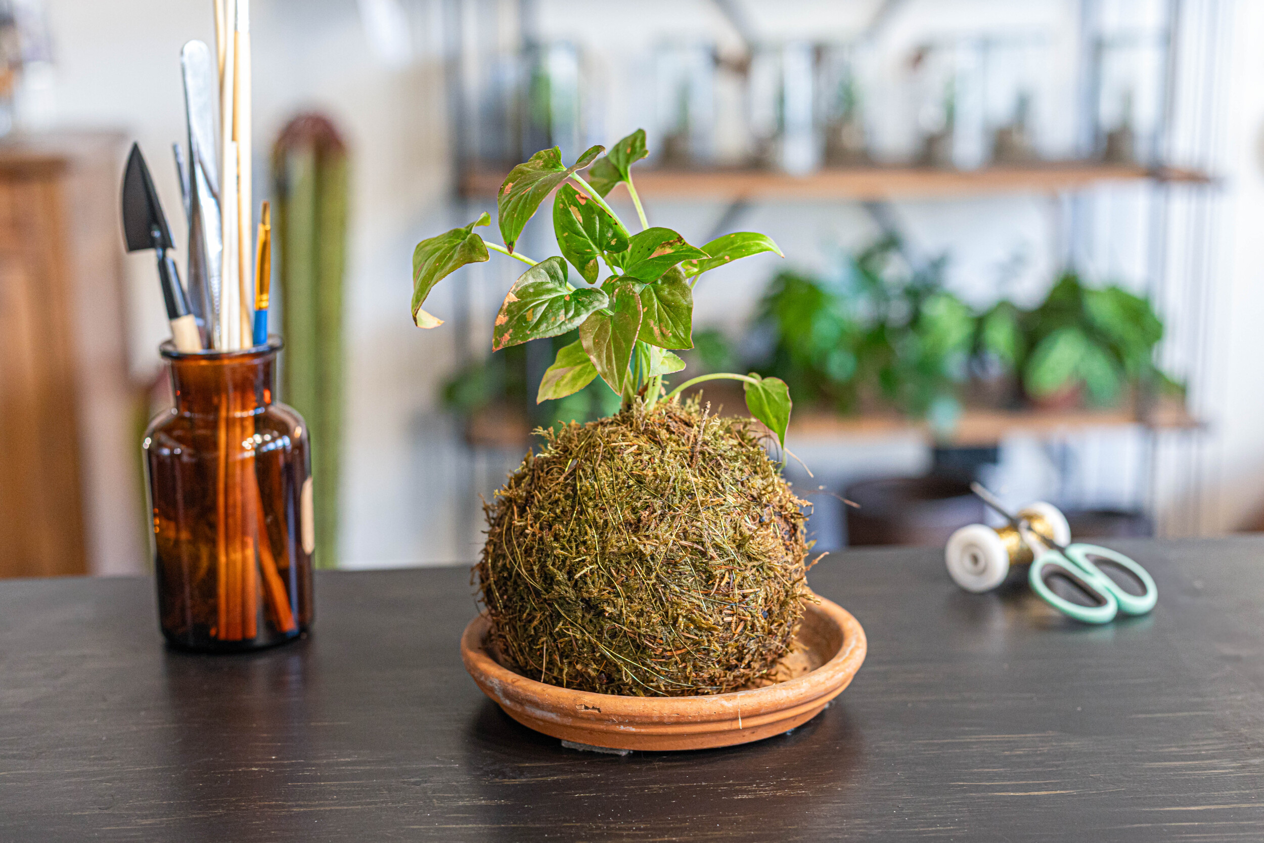 Fabriquez votre kokedama