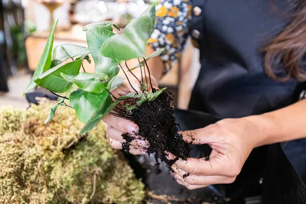 Fabriquez votre kokedama avec Annabelle - Image n°1 - Wecandoo