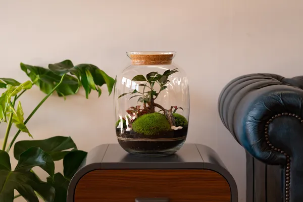 Wecandoo - Create your own large bonsai terrarium