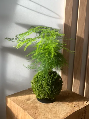 Réalisez votre kokedama