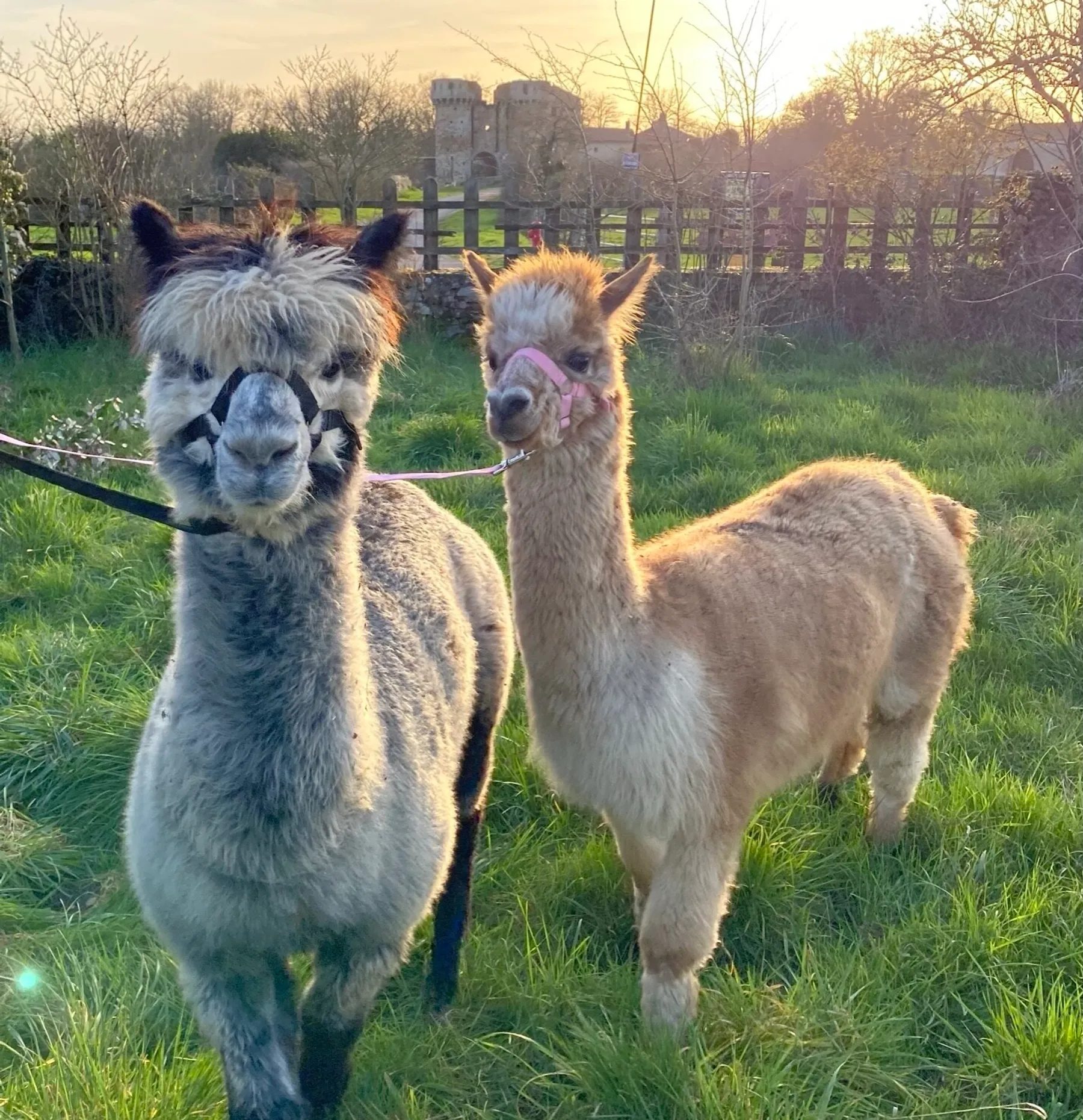 Découvrez un élevage d'alpagas avec William et Sophie - Image n°1 - Wecandoo