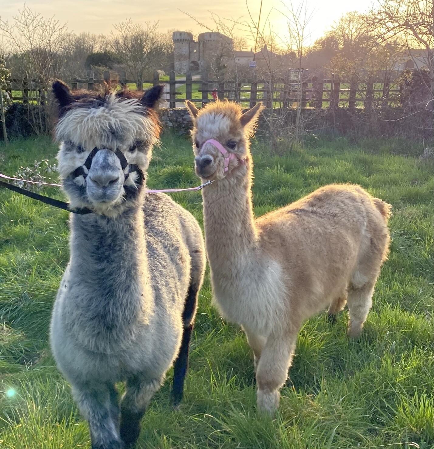 Découvrez un élevage d'alpagas