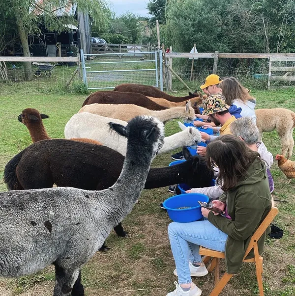 Découvrez un élevage d'alpagas avec William et Sophie - Afbeelding nr. 3 - Wecandoo