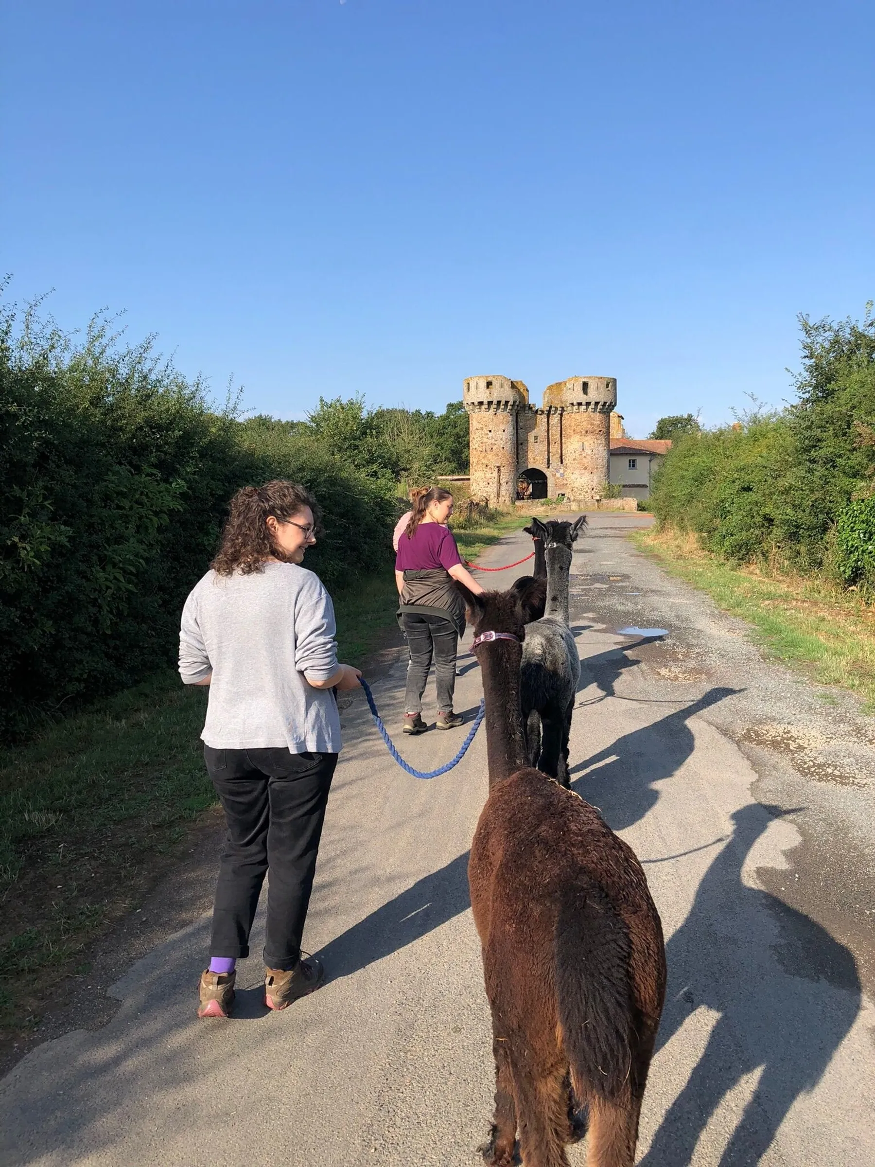 Découvrez un élevage d'alpagas avec William et Sophie - Image n°2 - Wecandoo