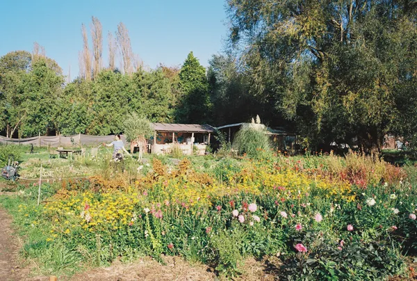 Initiez-vous aux fleurs comestibles avec Fiona - Image n°4 - Wecandoo