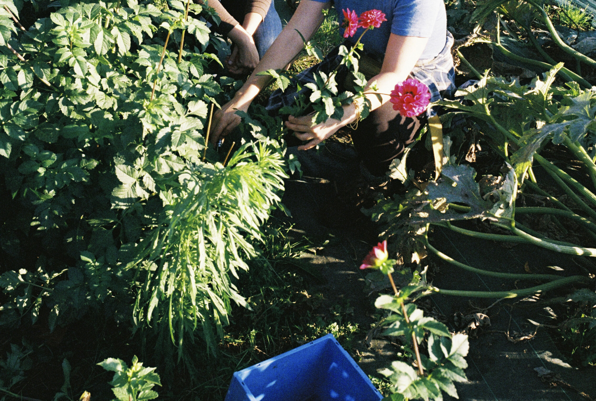 Wecandoo - Cultivez et transformez vos fleurs avec Fiona - Image n°9