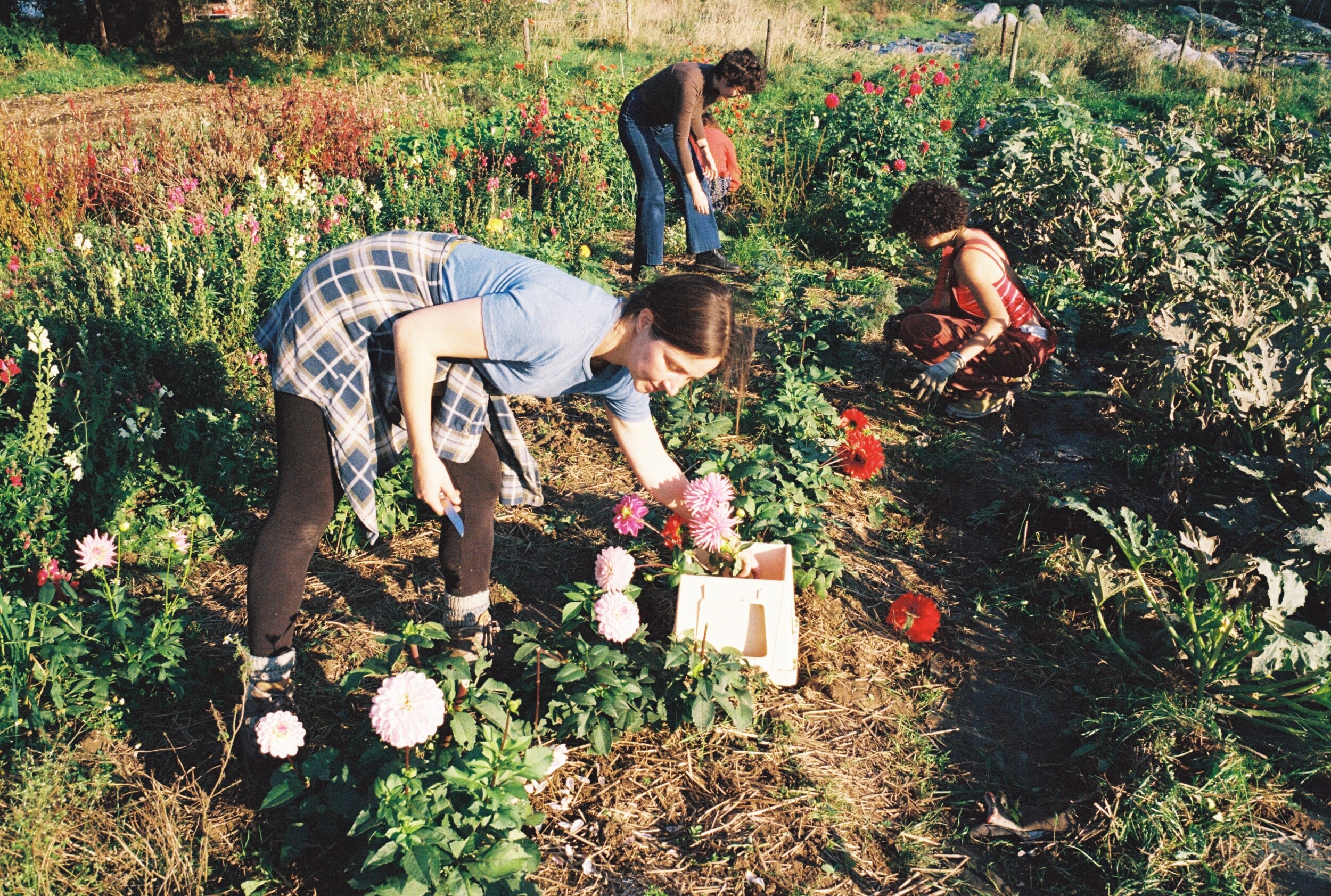 Wecandoo - Cultivez et transformez vos fleurs avec Fiona - Image n°8