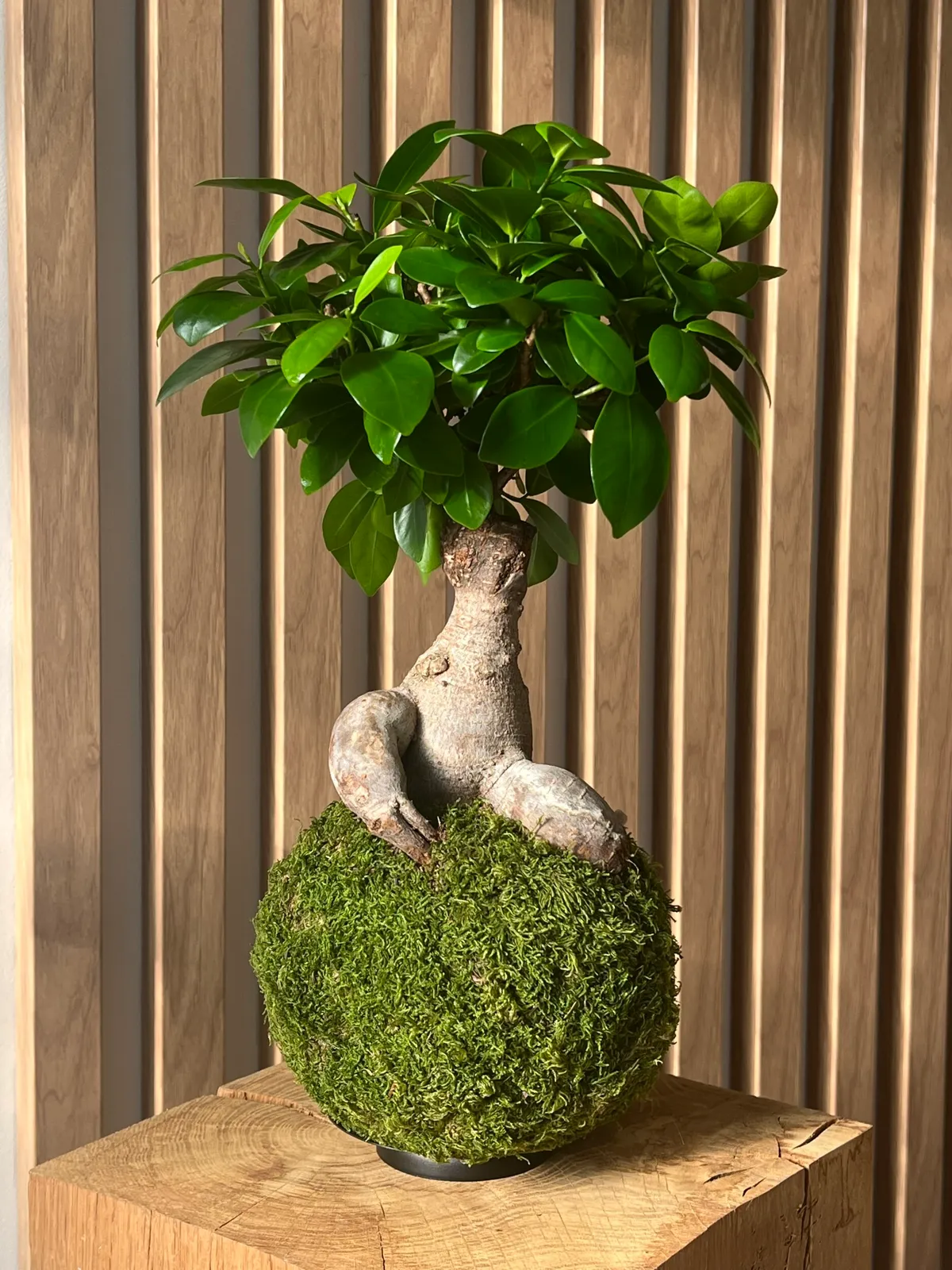 Réunissez votre équipe et réalisez votre kokedama
