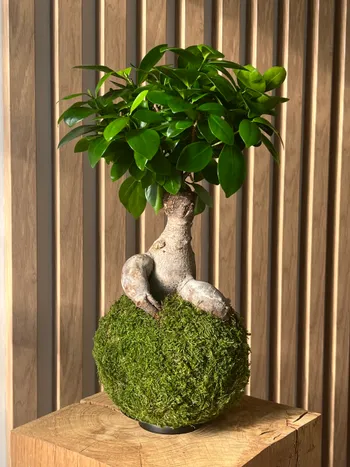 Réunissez votre équipe et réalisez votre kokedama