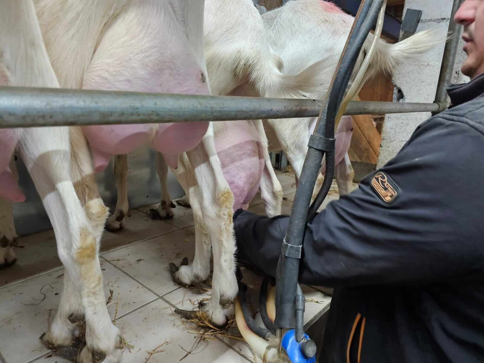 Wecandoo - Découvrez un élevage de chèvres en AOP Picodon avec Paul et Clémence - Image n°5