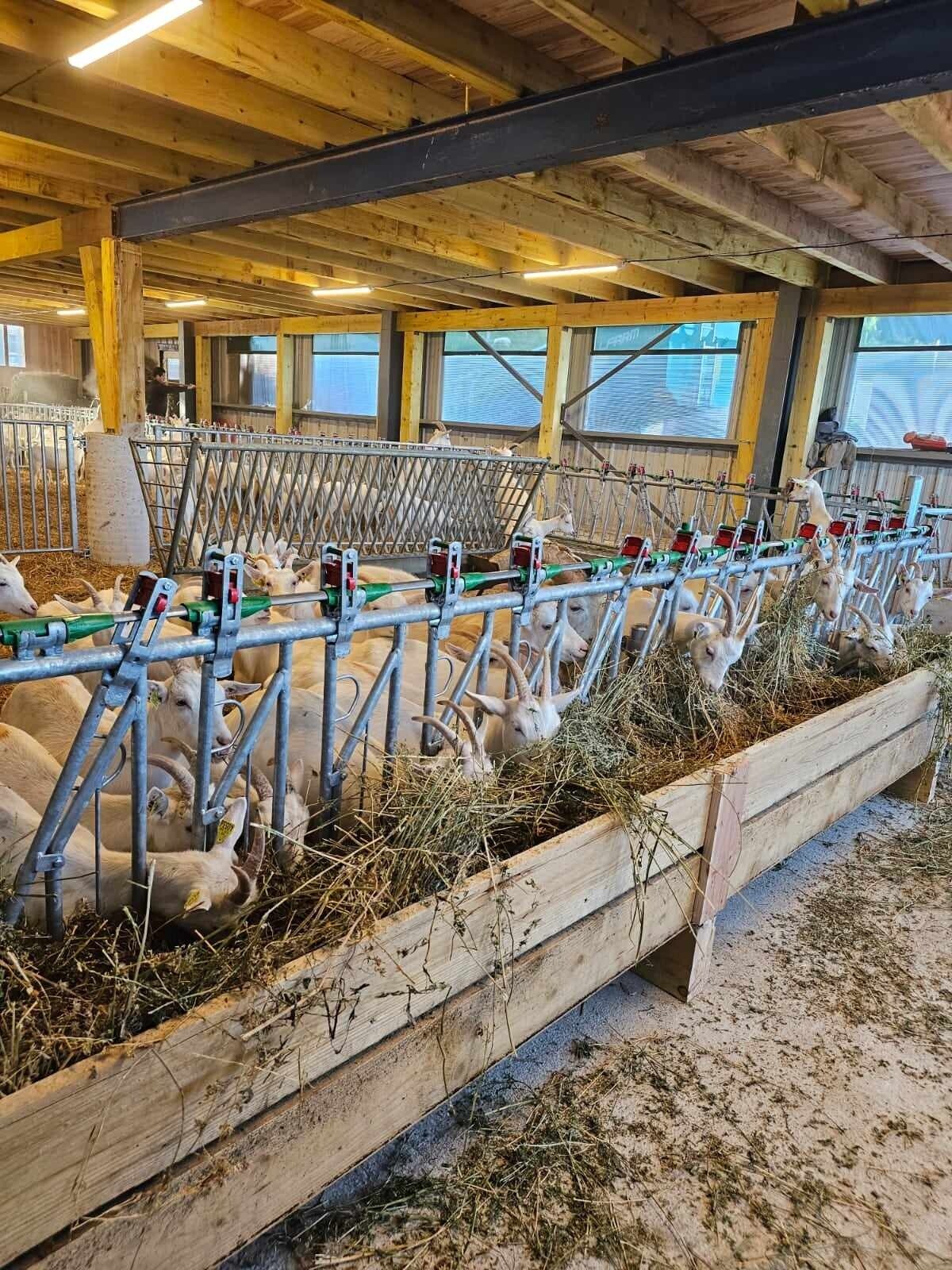 Wecandoo - Découvrez un élevage de chèvres en AOP Picodon avec Paul et Clémence - Image n°7