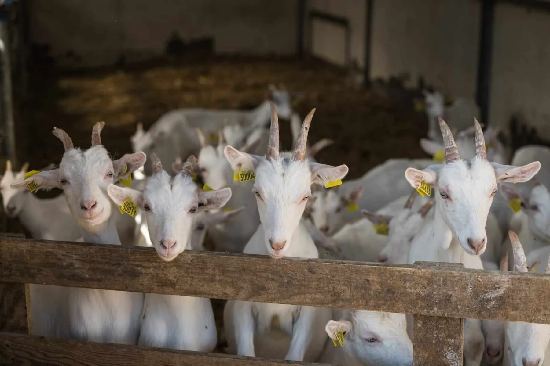 Découvrez un élevage de chèvres en AOP Picodon avec Paul et Clémence - Image n°2 - Wecandoo