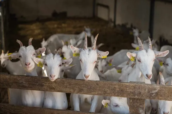 Découvrez un élevage de chèvres en AOP Picodon avec Paul et Clémence - Image n°2 - Wecandoo