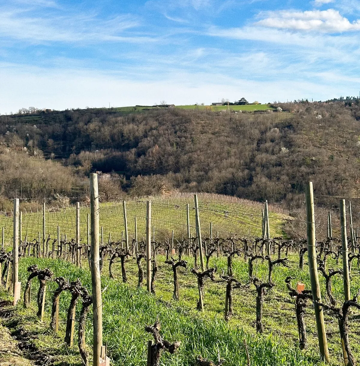 Découvrez un domaine et dégustez des vins en groupe