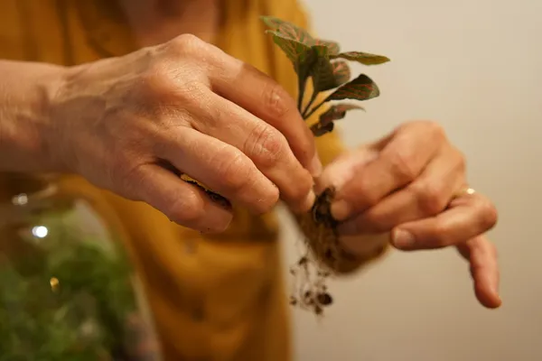 Enchantez votre équipe et réalisez chacun un terrarium avec Maud et Camille - Image n°2 - Wecandoo