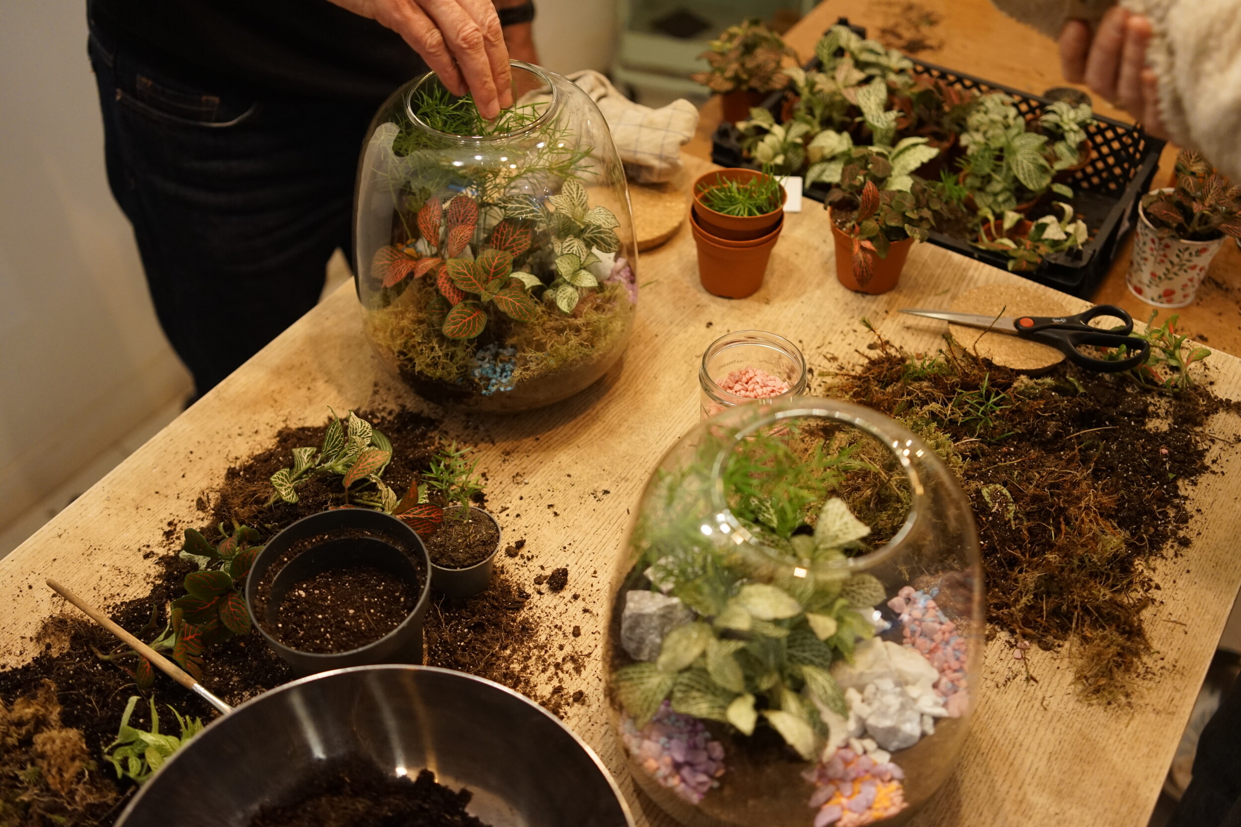 Wecandoo - Enchantez votre équipe et réalisez chacun un terrarium avec Maud et Camille - Image n°3