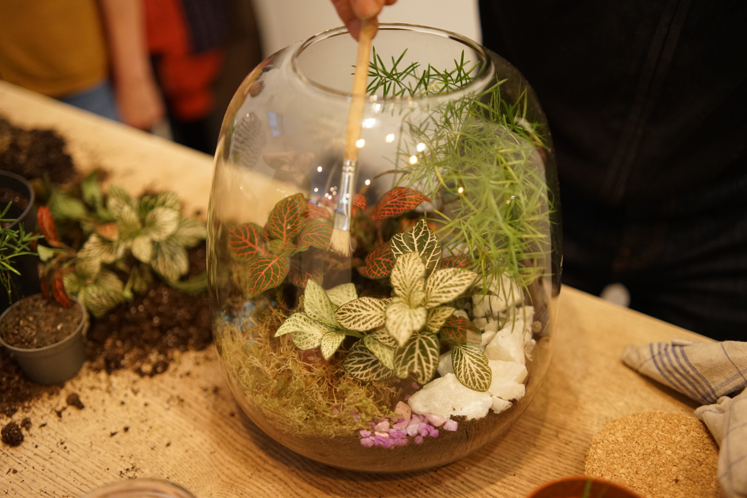 Réalisez votre terrarium en groupe