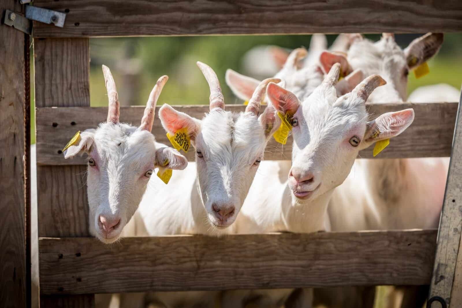 Découvrez un élevage de chèvres en AOP Picodon