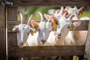 Découvrez un élevage de chèvres en AOP Picodon