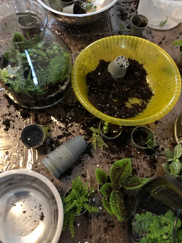 Composez votre terrarium de taille L avec Kali - Image n°5 - Wecandoo