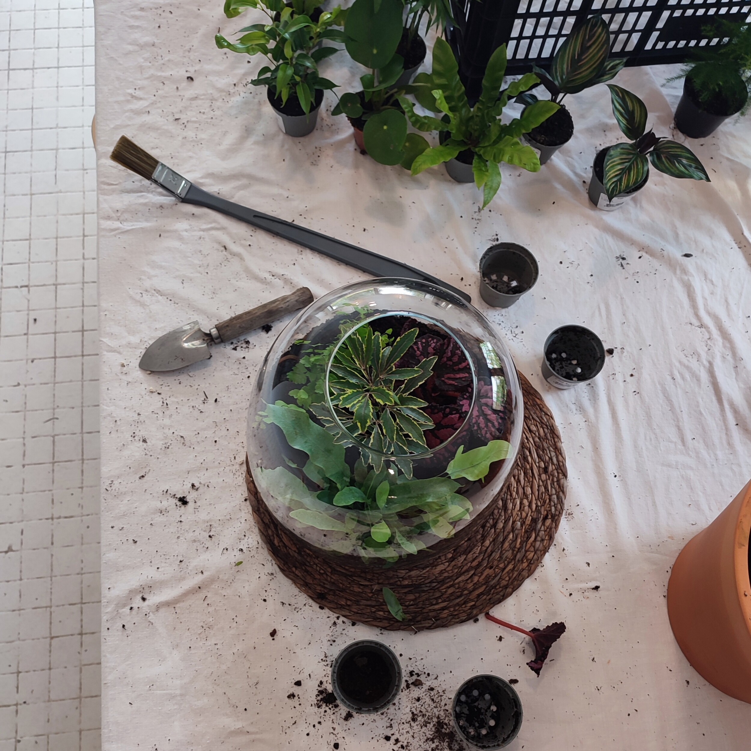 Wecandoo - Réalisez votre terrarium fermé grand format avec Charlotte - Image n°8