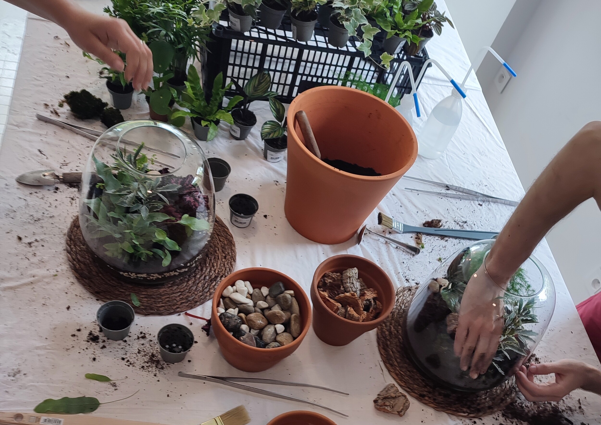 Wecandoo - Réalisez votre terrarium fermé grand format avec Charlotte - Image n°9