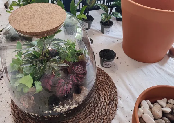 Réalisez votre terrarium fermé grand format avec Charlotte - Afbeelding nr. 2 - Wecandoo