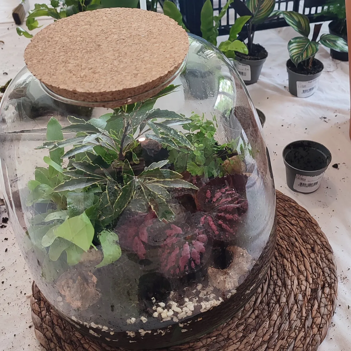 Réalisez votre terrarium fermé grand format