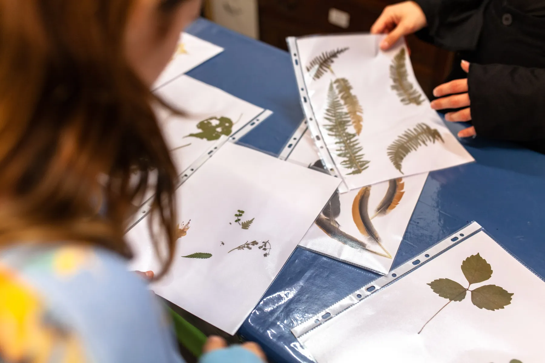 Découvrez le cyanotype en famille avec Sarah - Image n°2 - Wecandoo