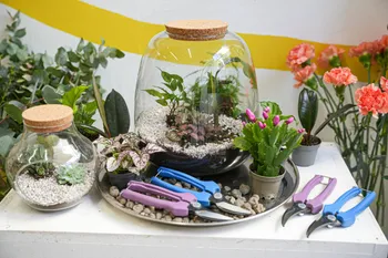 Composez votre petit terrarium