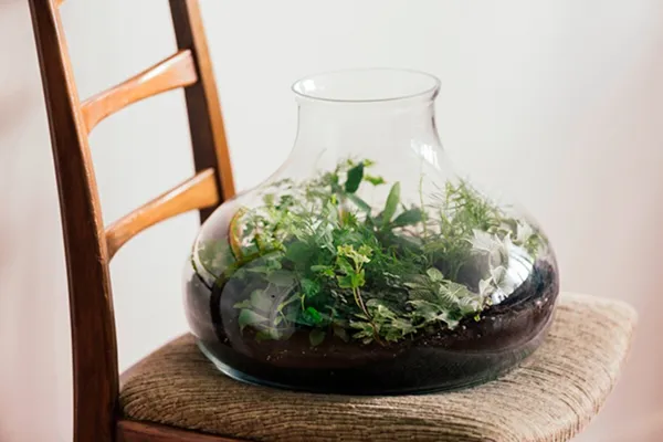 Wecandoo - Composez votre terrarium de taille M