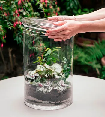 Créez votre terrarium XXL