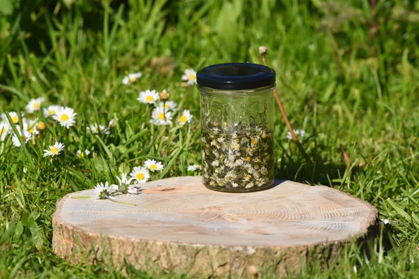 Découvrez les plantes sauvages locales le temps d'une balade avec Delphine - Image n°4 - Wecandoo