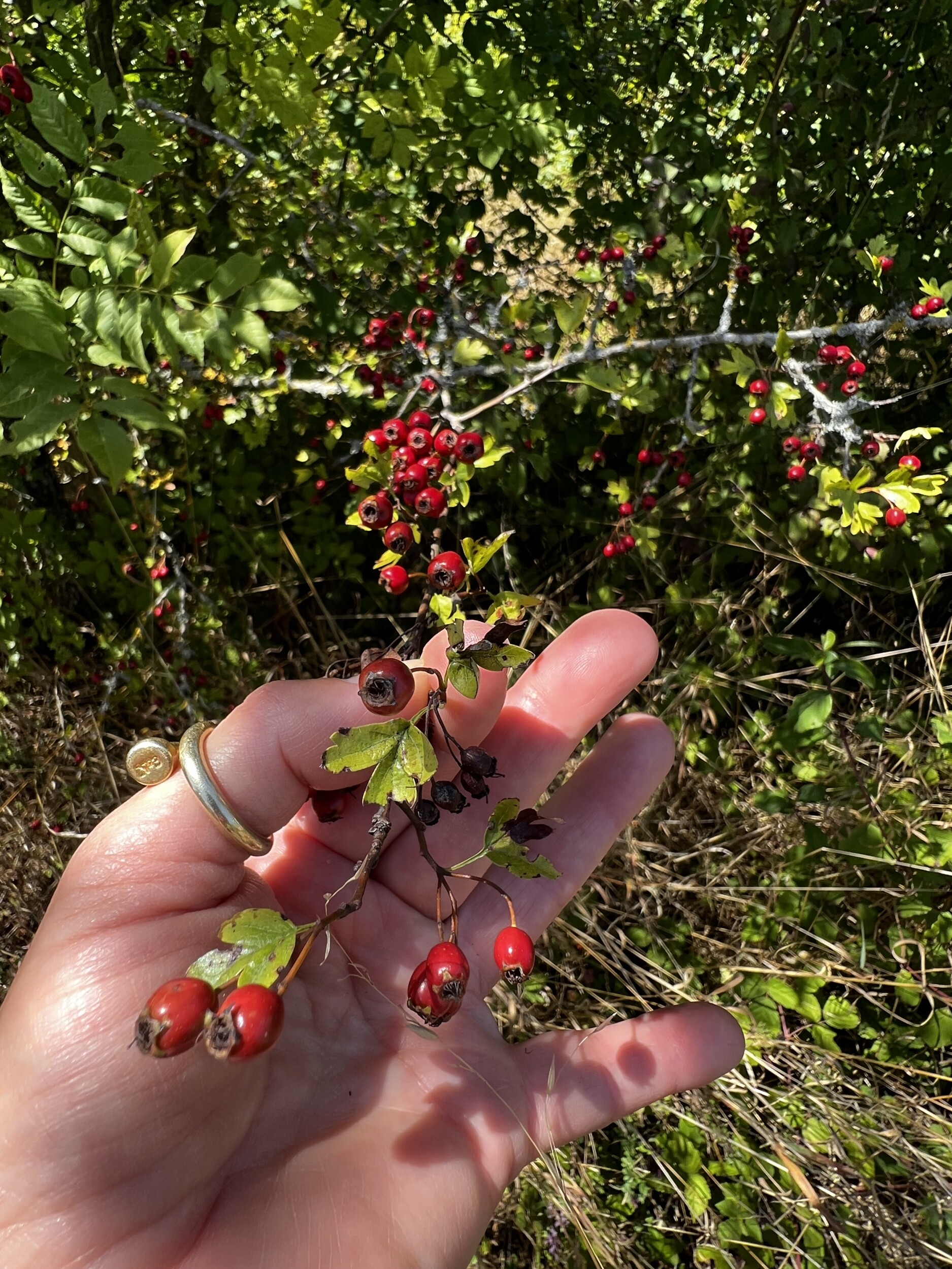 Wecandoo - Découvrez les plantes sauvages locales le temps d'une balade avec Delphine - Image n°1