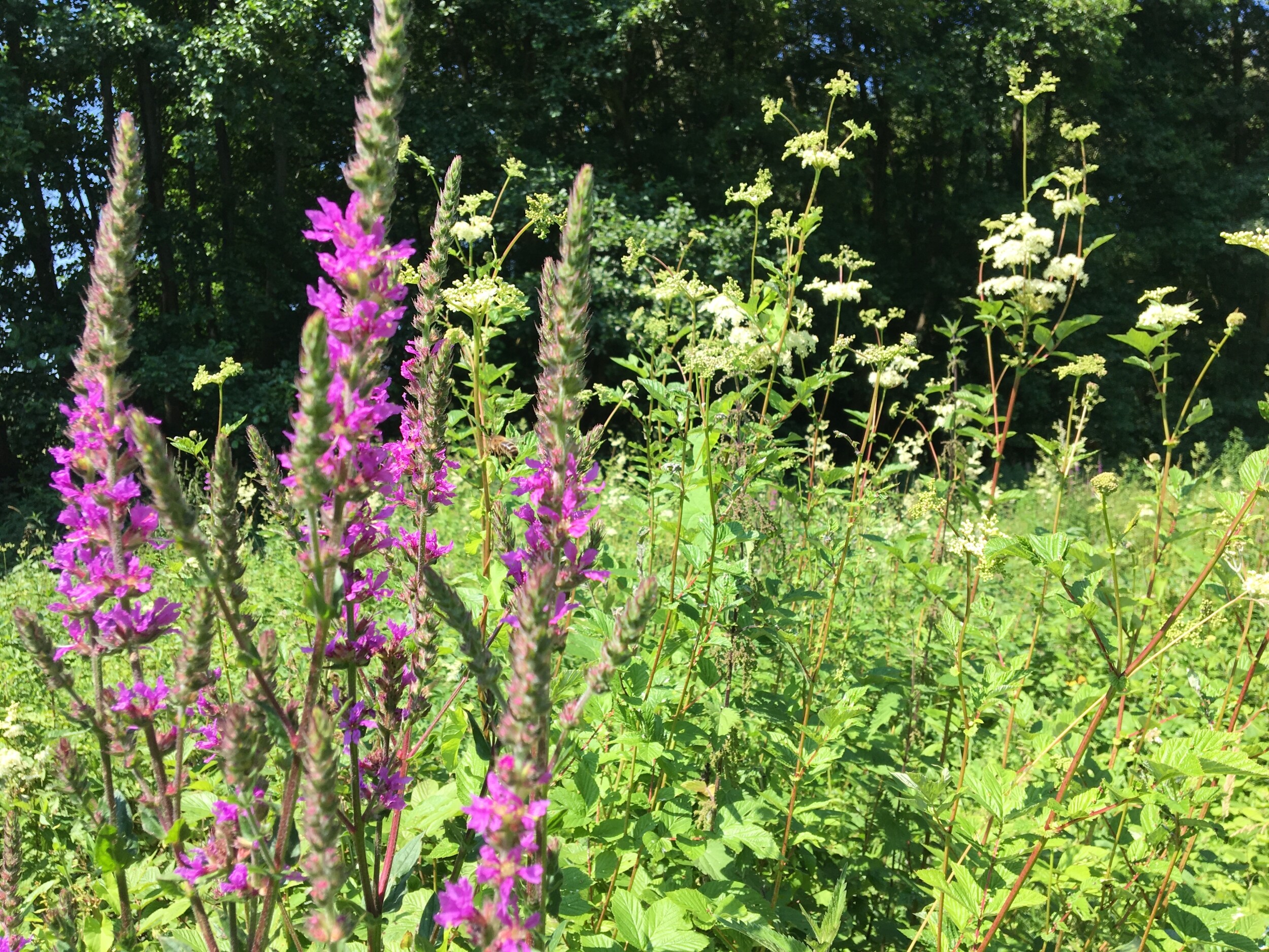 Wecandoo - Découvrez les plantes sauvages locales le temps d'une balade avec Delphine - Image n°8