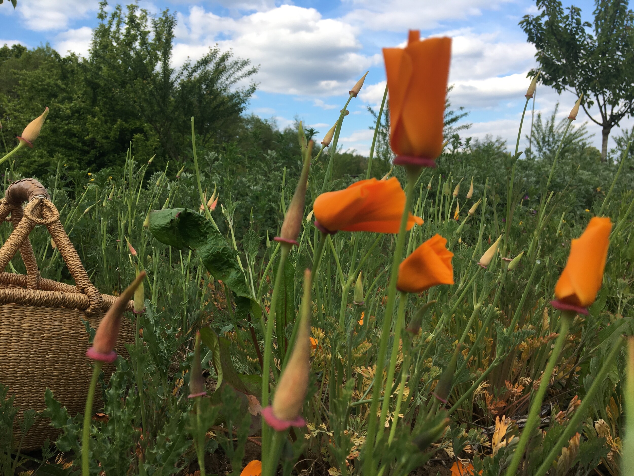 Wecandoo - Découvrez les plantes sauvages locales le temps d'une balade avec Delphine - Image n°9