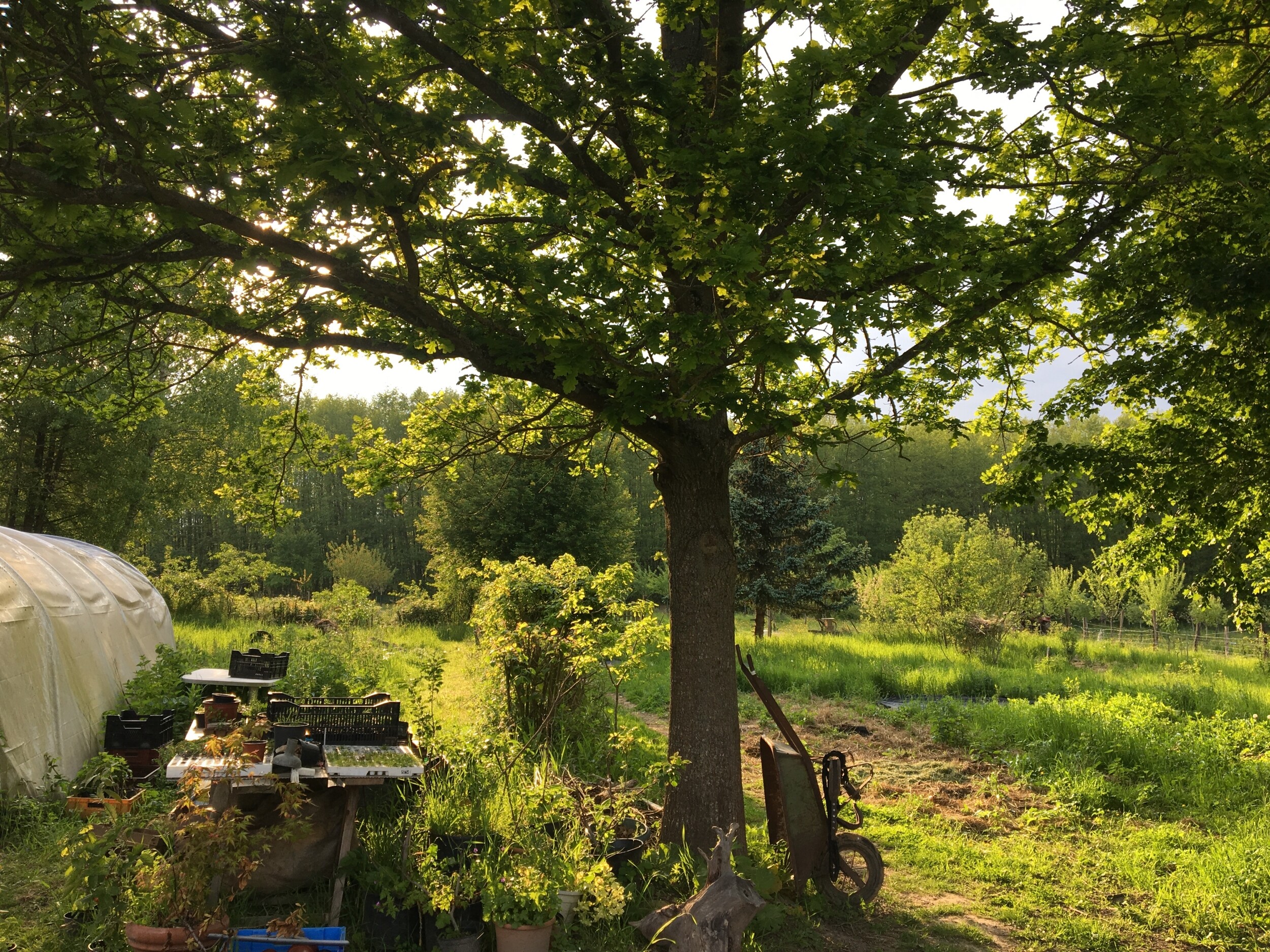 Wecandoo - Découvrez les plantes sauvages locales le temps d'une balade avec Delphine - Image n°10