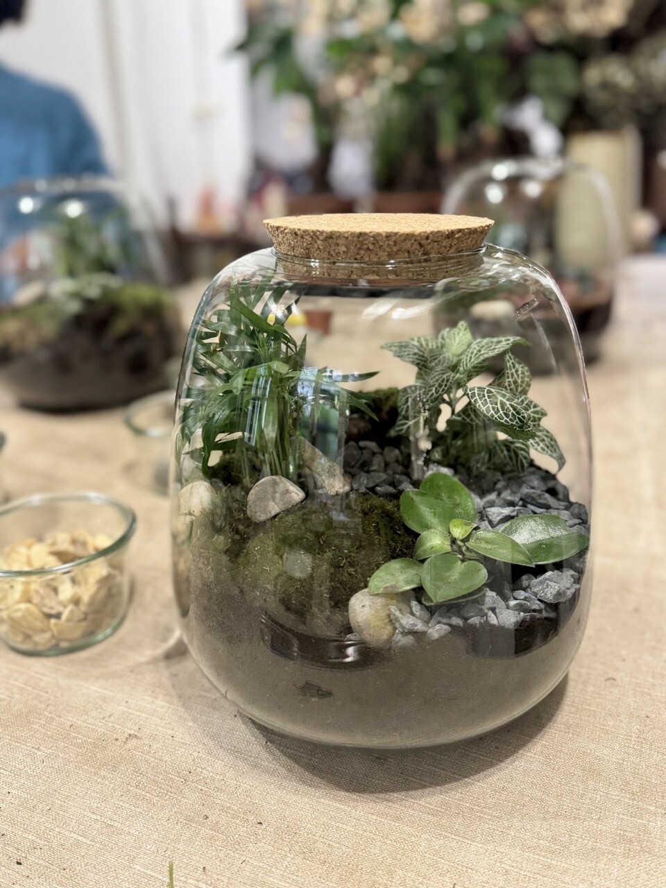 Wecandoo - Créez votre terrarium - Image n°3