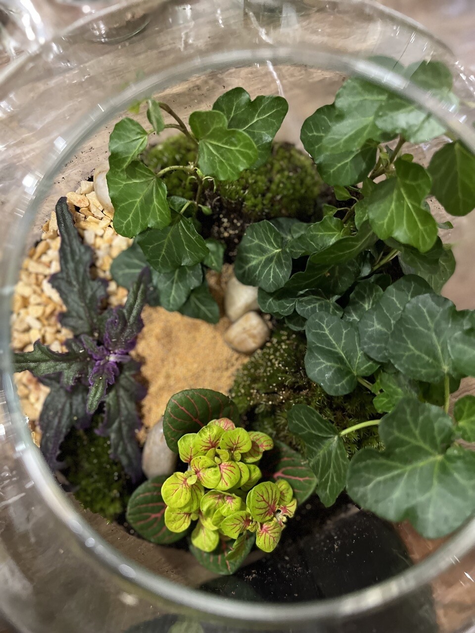 Wecandoo - Créez votre terrarium - Image n°11