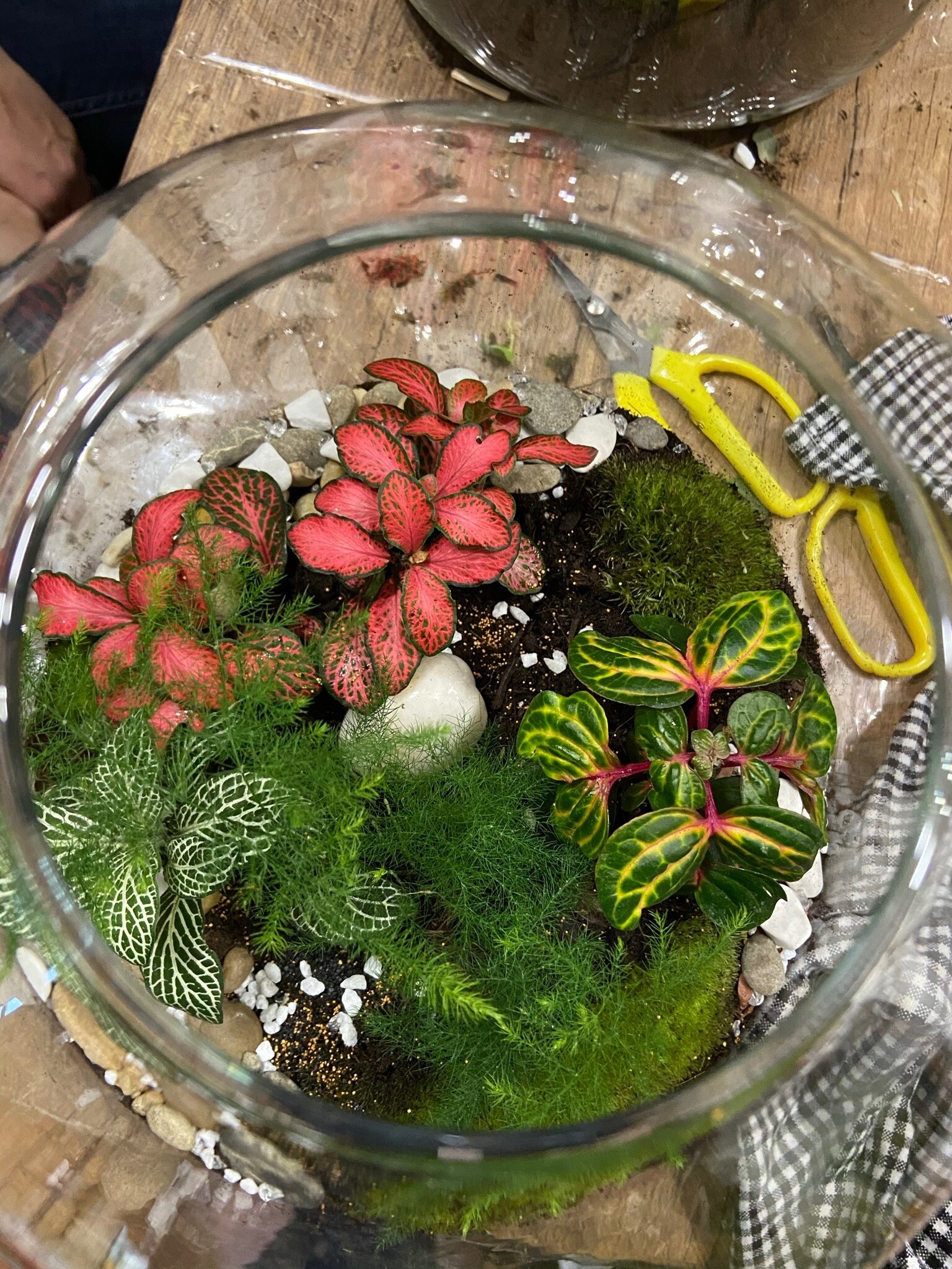 Wecandoo - Créez votre terrarium en famille - Image n°9