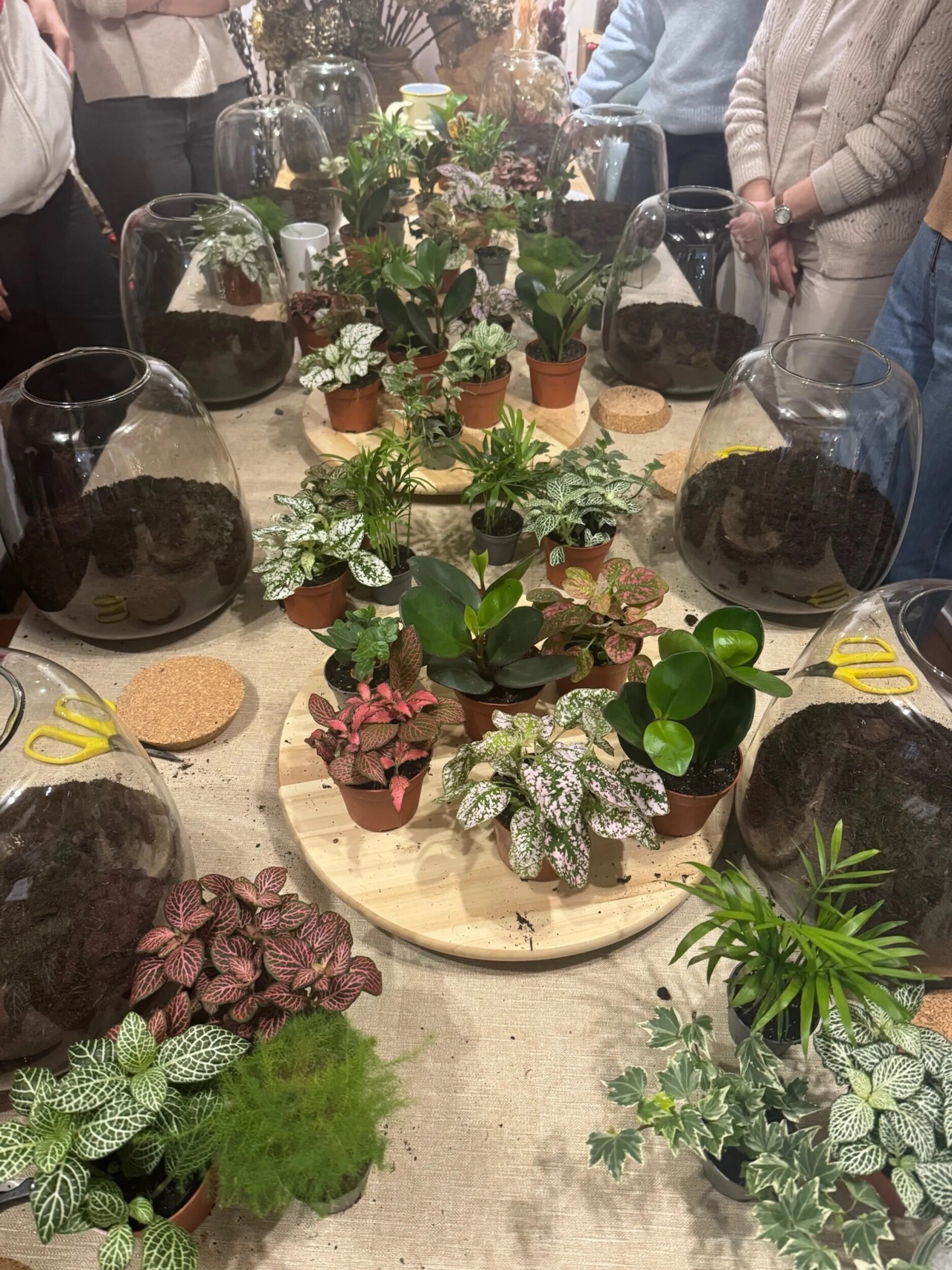 Créez votre terrarium en famille