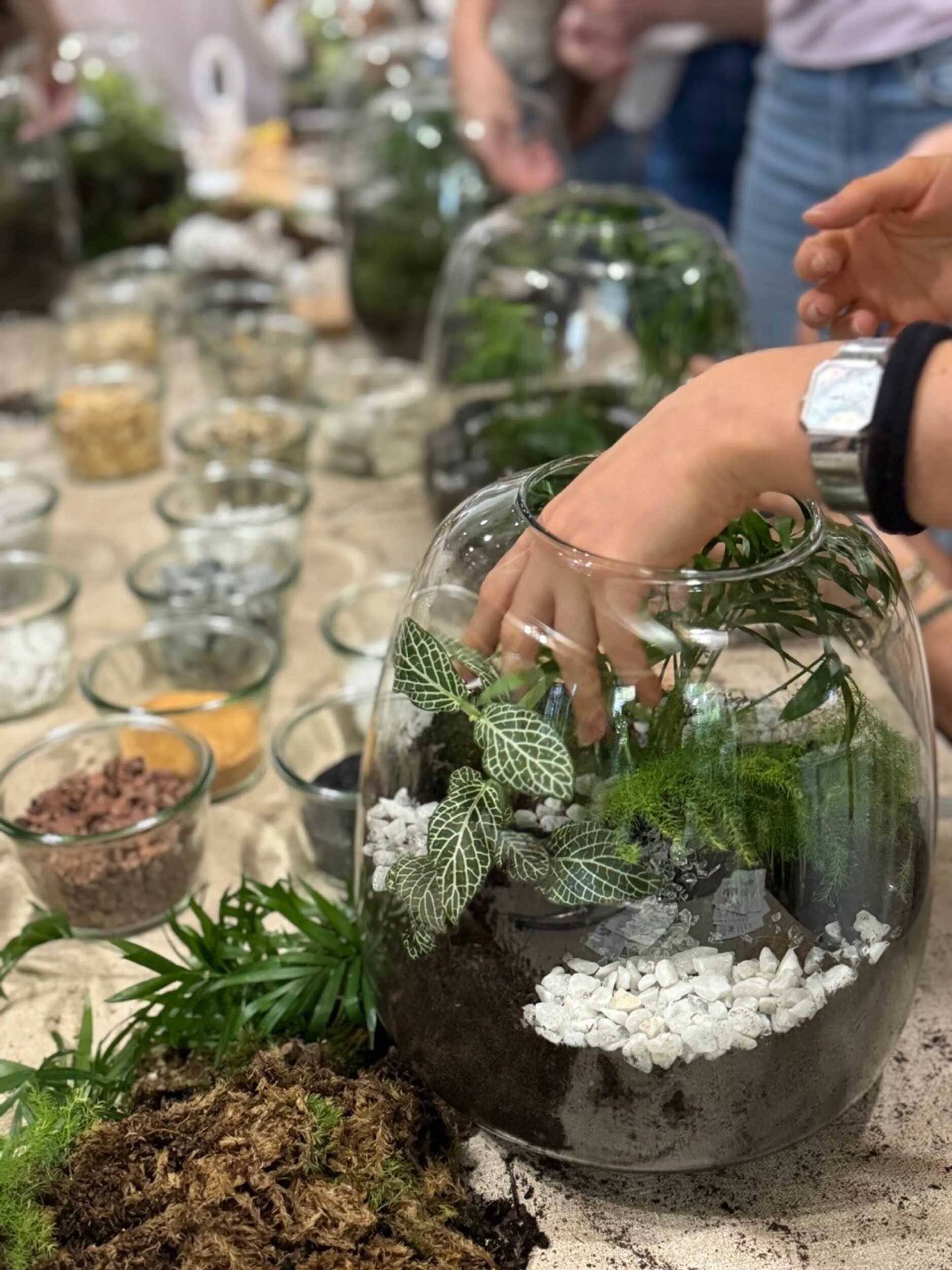 Créez votre terrarium