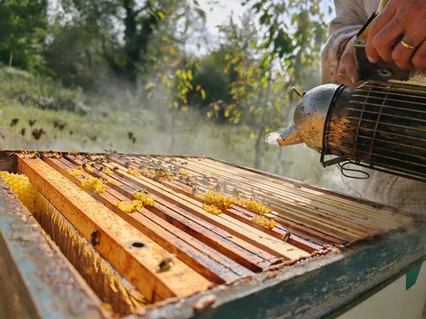 Wecandoo - Découvrez l'apiculture - 1J